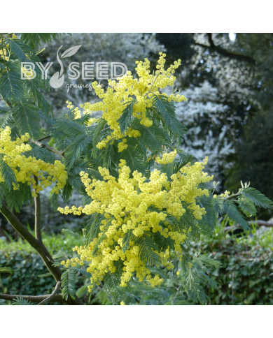 Mimosa d'hiver - Acacia dealbata