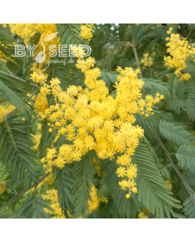 Mimosa d'hiver - Acacia dealbata