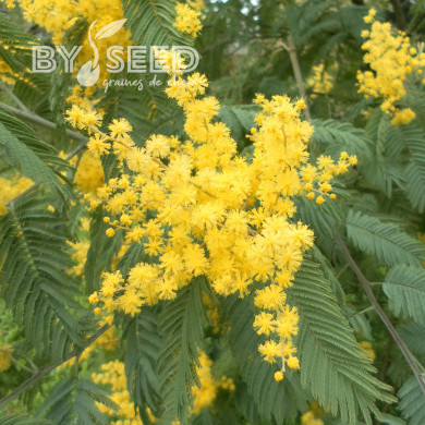 Mimosa d'hiver - Acacia dealbata