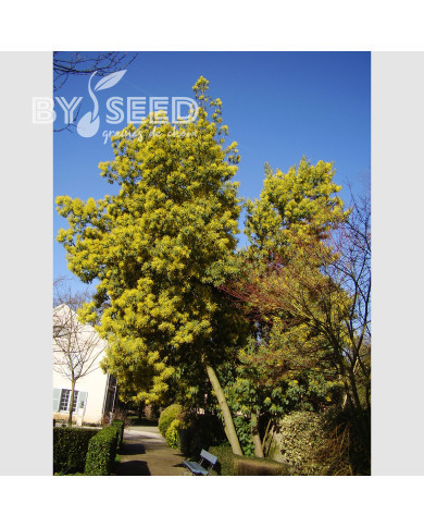 Mimosa d'hiver - Acacia dealbata