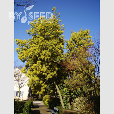 Mimosa d'hiver - Acacia dealbata