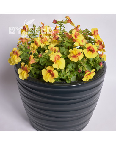 Mimulus Medius F1 Yellow Bicolour