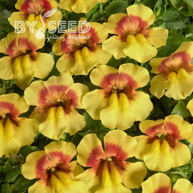 Mimulus Medius F1 Yellow Bicolour