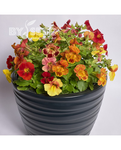 Mimulus Medius F1 Mix
