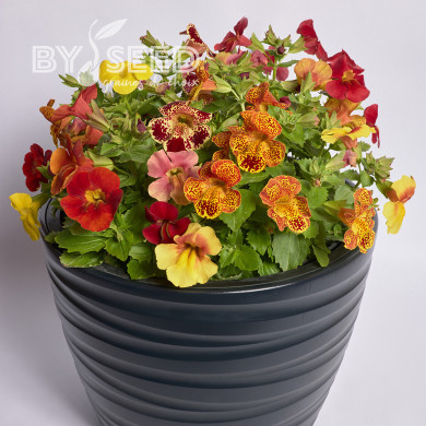 Mimulus Medius F1 Mix