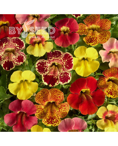 Mimulus Medius F1 Mix