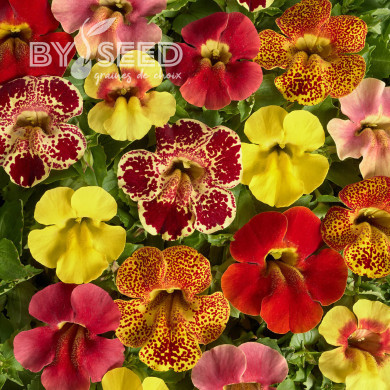 Mimulus Medius F1 Mix
