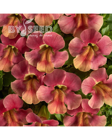 Mimulus Medius F1 Pastel Crimson