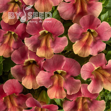 Mimulus Medius F1 Pastel Crimson
