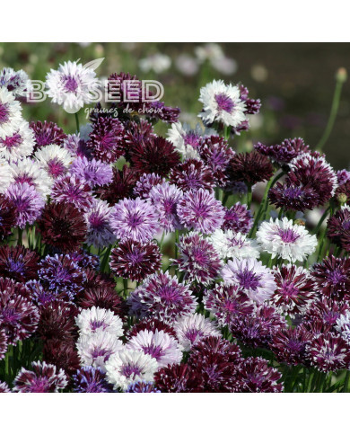Centaurée barbeau Classic Magic