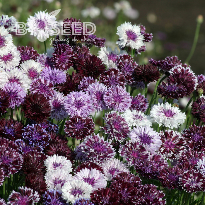 Centaurée barbeau Classic Magic