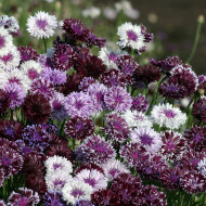 Centaurée barbeau Classic Magic