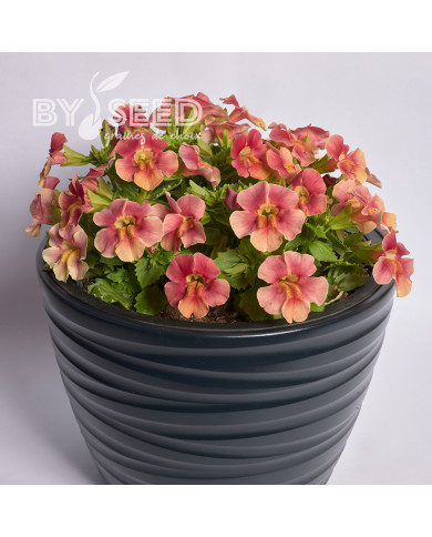 Mimulus Medius F1 Pastel Crimson