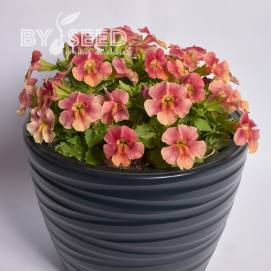 Mimulus Medius F1 Pastel Crimson