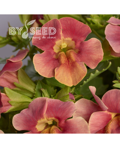 Mimulus Medius F1 Pastel Crimson