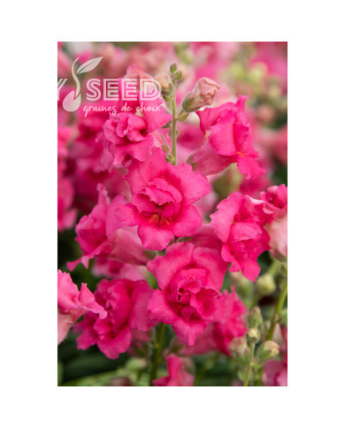 Muflier F1 Sweet Duet Rose Shades