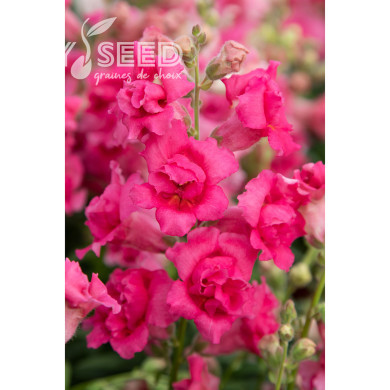 Muflier F1 Sweet Duet Rose Shades