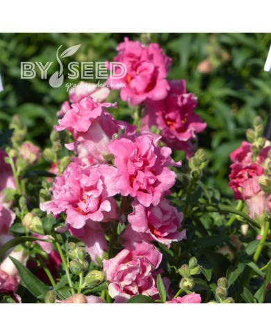 Muflier F1 Sweet Duet Rose Shades