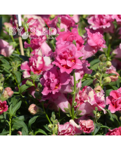 Muflier F1 Sweet Duet Rose Shades