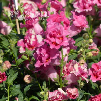 Muflier F1 Sweet Duet Rose Shades