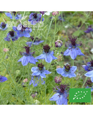 Nigelle d'Espagne Midnight BIO