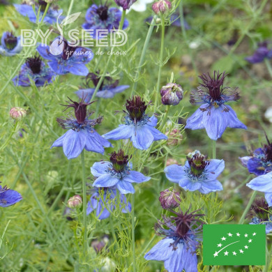 Nigelle d'Espagne Midnight BIO