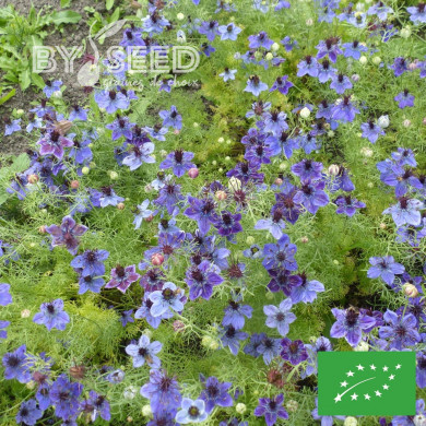 Nigelle d'Espagne Midnight BIO