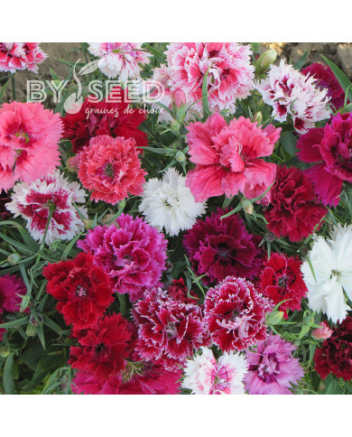 Œillet de Chine double Imperial Mix