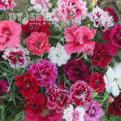 Œillet de Chine double Imperial Mix