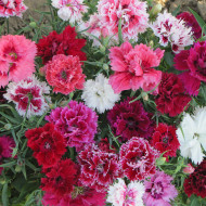 Œillet de Chine double Imperial Mix