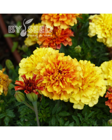 Œillet d'Inde nain Strawberry Blonde