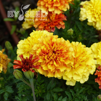 Œillet d'Inde nain Strawberry Blonde