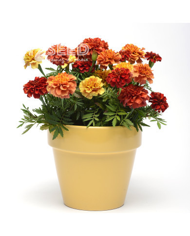 Œillet d'Inde nain Strawberry Blonde