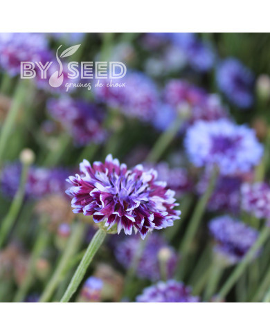 Centaurée barbeau Classic Magic