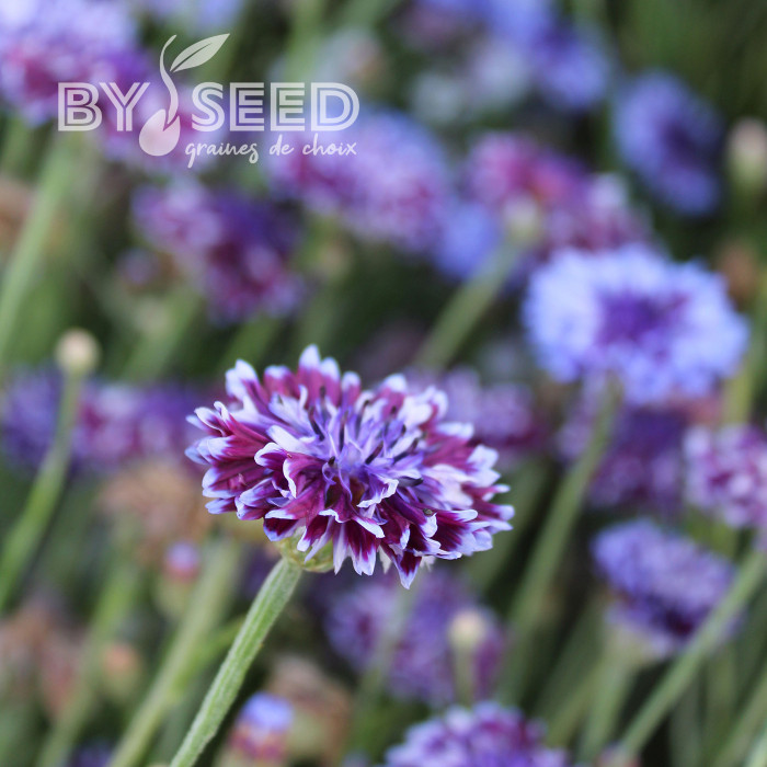 Centaurée barbeau Classic Magic