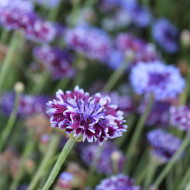 Centaurée barbeau Classic Magic