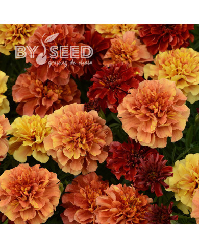 Œillet d'Inde nain Strawberry Blonde