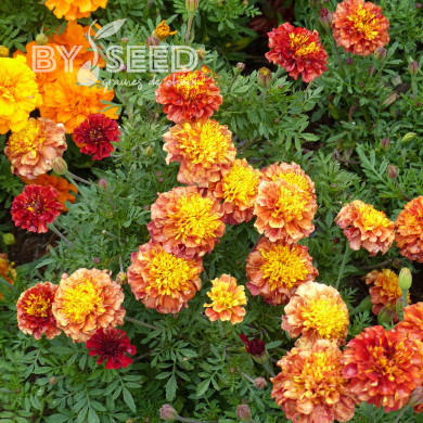 Œillet d'Inde nain Strawberry Blonde