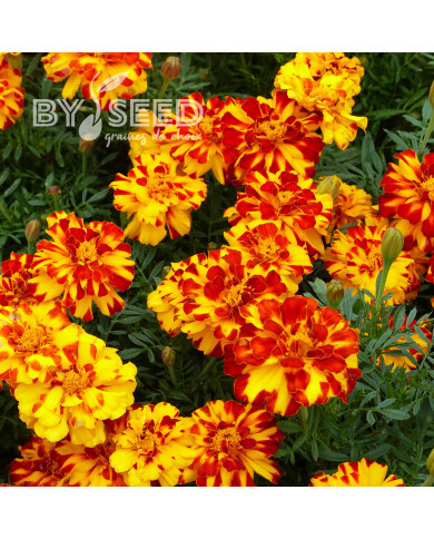 Œillet d'Inde nain Durango® Bolero