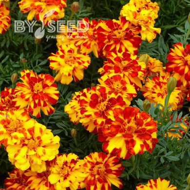 Œillet d'Inde nain Durango® Bolero