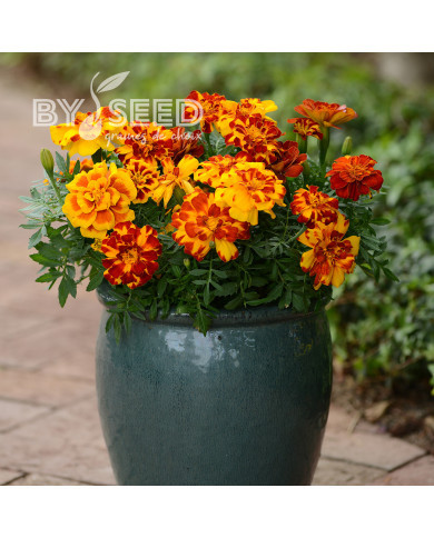 Œillet d'Inde nain Durango® Bolero