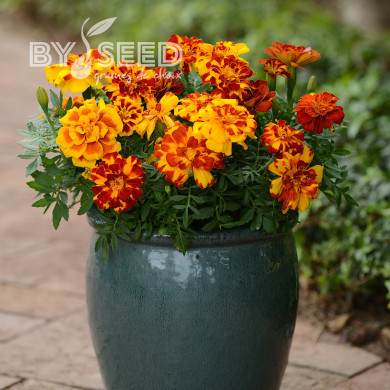 Œillet d'Inde nain Durango® Bolero