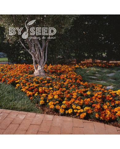 Œillet d'Inde nain Durango® Bolero