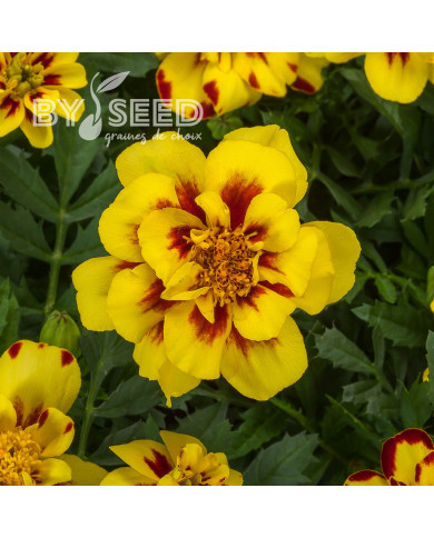 OEillet d'Inde nain Alumia Crème Brulee