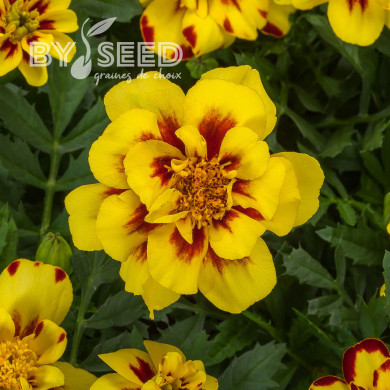 OEillet d'Inde nain Alumia Crème Brulee