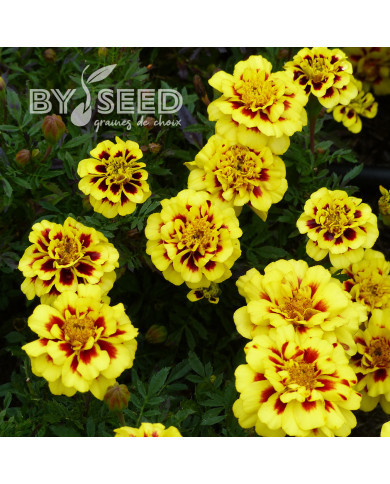 OEillet d'Inde nain Alumia Crème Brulee