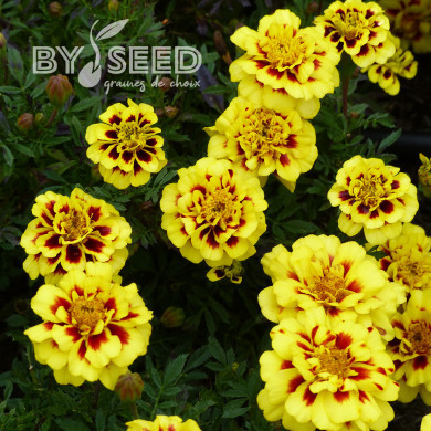 OEillet d'Inde nain Alumia Crème Brulee