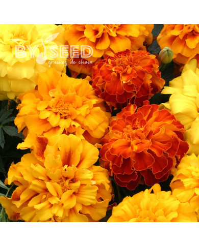 OEillet d'Inde triploïde Zenith Mix