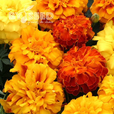 OEillet d'Inde triploïde Zenith Mix