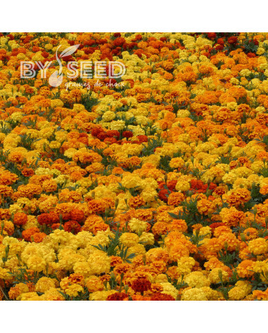 OEillet d'Inde triploïde Zenith Mix